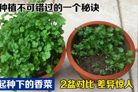 阳台种香菜，出苗又慢又差该怎么办？试试这个方法，出苗又好友快视频封面