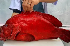 13斤的极品红石斑鱼，大厨处理做一鱼五吃，真的是绝绝子视频封面
