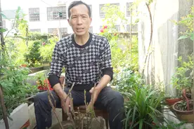 这样盆栽野生杜鹃老桩，成活率高，发芽多视频封面