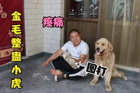 金毛在门口撒了好多图钉，小虎一出门被扎的脚底全是，把他疼坏了