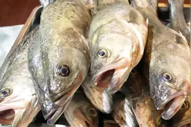 二哥在码头找“深海野生鲈鱼”本地叫“青斋鱼”帮网友买了二十条视频封面