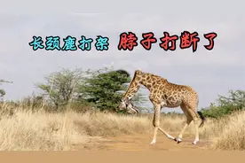 长颈鹿打架，把脖子都给打断了！视频封面