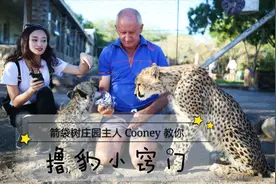 在非洲，亲自给豹子喂食是一种什么体验？动物和人类也能和谐共处