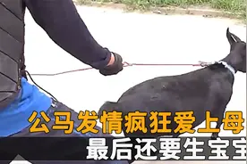 公马发情疯狂爱上母羊，母羊每天都住一起，最后还要生宝宝？视频封面