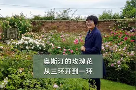 奥斯汀的玫瑰花，从三环开到一环