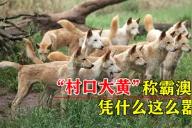 “村口大黄”在澳洲称霸，袋鼠山羊手到擒来，竟然还是保护动物？视频封面