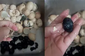 女子初次自学腌咸鸡蛋，一个半月后翻车发黑发臭，网友却直呼真香视频封面