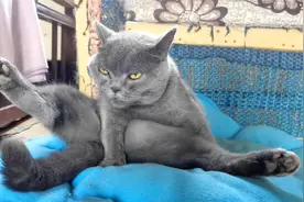 德牧太瘦还没有猫胖，用猪排鸡架给狗子增肥，长到100斤指日可待视频封面