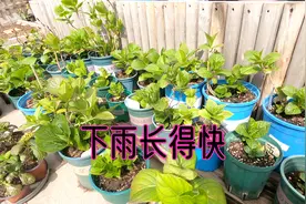 为什么下雨后发现植物长得特别快？园艺人经验分享