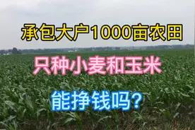 河南大叔承包1000亩地，只种小麦和玉米能赚到钱吗?一起来看看视频封面