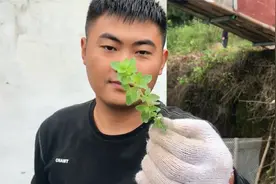 小伙给桂花树剪造型,发现之前悬崖上采挖回来的香浓草,泡茶太香了