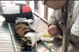 视频猫咪做绝育：舌头吐在外面好久醒不来，医生慌了赶忙来安慰视频封面