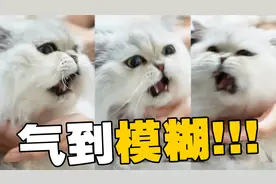带猫体检竟被戳屁屁，猫咪气到疯狂骂人，医生：这梁子结下了！