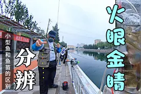 小型鱼和小鱼苗傻傻分不清楚？ 类比宠物狗巧分析