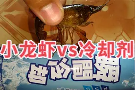 小龙虾被瞬间冷冻后，再放回水里，还能复活吗？