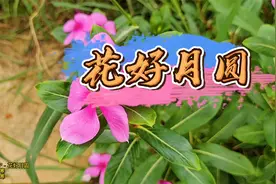 刁寒《花好月圆》歌词唯美，有着很多人年少回忆的一首歌。视频封面