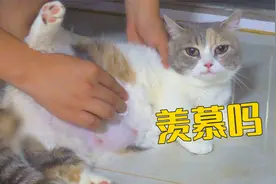 母猫产后涨奶难受，我老公天天帮它揉，待遇真好！