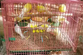 千鸟齐鸣，听没听过上千只鸟儿一起叫？一起来感受一下吧！视频封面