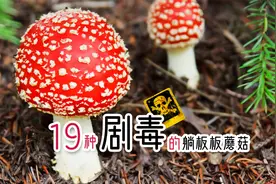 我国能毒死人的19种剧毒蘑菇图鉴及详细特征，认识它们避免躺板板视频封面