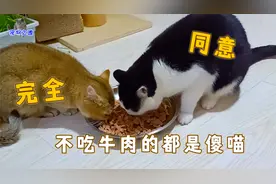 主人给猫们端来一盘牛肉，疯狂抢肉画面没出现，有的猫却见肉就逃视频封面