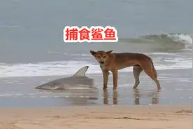 中华田园犬出国到达澳洲，成为顶级捕食者，看看土狗的威力视频封面