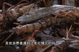 炸蚂蚱焦香酥脆，吃完却“嗓子发麻”？暖棚探秘寻答案！视频封面