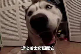 二哈精心照顾小鸡仔，2个月后画风突变！网友：请神容易送神难视频封面