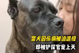 6岁警犬因伤病被迫退役，却被铲屎官收养半年后重获新生视频封面