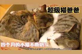 四个月的小猫不断奶。还每天吸猫爸的咪咪。猫爸最后给它找了个妈