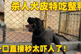 杀人犬皮特吃整只鸭子，直接吞不嚼给主人吓一跳，这家伙吃饭真猛视频封面