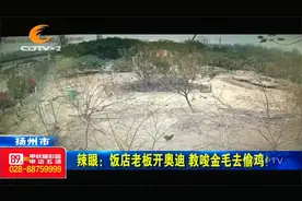 扬州：养鸡场的鸡常常不翼而飞，一看监控，偷鸡贼竟然是金毛？视频封面