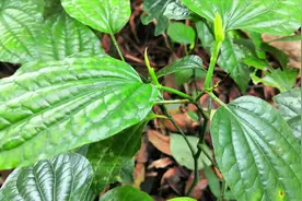 农村常见草本植物“假蒌”，农民当配料用，殊不知它的功效作用大视频封面