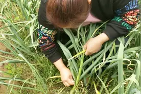 农村大姐地里收蒜苔，一根钉子成了收割利器，抽的蒜苔又嫩又长视频封面