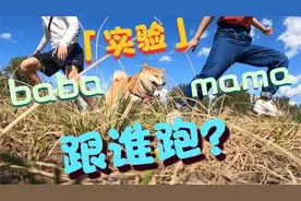 【柴犬实验】小狗会跟爸爸还是妈妈走呢？加拿大卡尔加里养狗日记