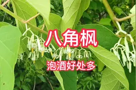 山上八角风开花了，静林说可以挖根来泡酒，你知道有什么用吗？视频封面