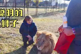 俄罗斯狮子动物园：见过爱“偷”东西的大狮子吗视频封面