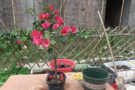 开着花的三角梅如何给它换盆？照我这样做，不损伤根系不掉花视频封面