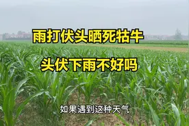 今日头伏，俗语“雨打头伏，晒死牯牛”啥意思？头伏下雨好不