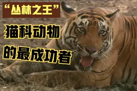 虎和虎文化中的渊源你了解多少？猫科动物的最成功者“丛林之王”视频封面