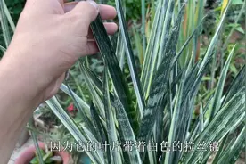 剑叶银玉是虎皮兰，叶子自带“拉丝锦”，室内养一盆，大气又漂亮视频封面