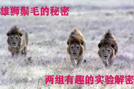 猫科动物中只有雄狮长鬃毛，雄狮鬃毛的秘密，两个有意思的实验视频封面