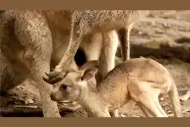 袋鼠宝宝的粪便，是怎样清洗的，简直让人不忍直视