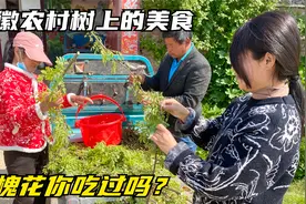 安徽农村洋槐花开了，全家人出动摘槐花？这样做最好吃视频封面