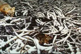 眼力测试，图中藏了几只动物？眼力好的很快就看出来