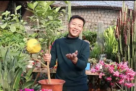 一棵橘子树盆栽，结了一个“西瓜”大的橘子，你猜是不是新品种？