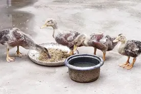 余老太在农村妹妹家看小鸭子，一只鸭突然倒地，5分钟后幸运脱险视频封面