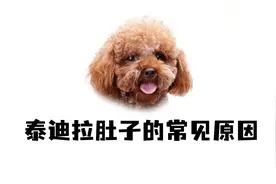 泰迪软便拉稀，一般是这几点造成的！视频封面