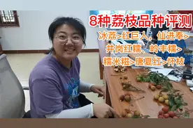 8种荔枝品种评测：带大家认识好吃的荔枝，比如冰荔，红巨人等视频封面