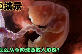 3D演示：你在妈妈肚子里，由小肉球变人形态，透明皮肤下长出骨骼视频封面