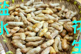 川菜师傅手把手教你煮花生，学会这些小技巧，花生香糯入味真好吃